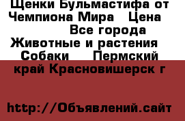 Щенки Бульмастифа от Чемпиона Мира › Цена ­ 1 000 - Все города Животные и растения » Собаки   . Пермский край,Красновишерск г.